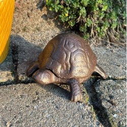 Jern Skildpadde Ngleskjuler