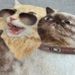 Katte Selfie Smuds mtte