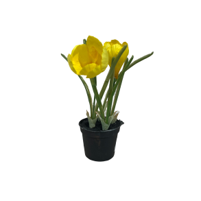 Gul Krokus Kunstig Mini Plante