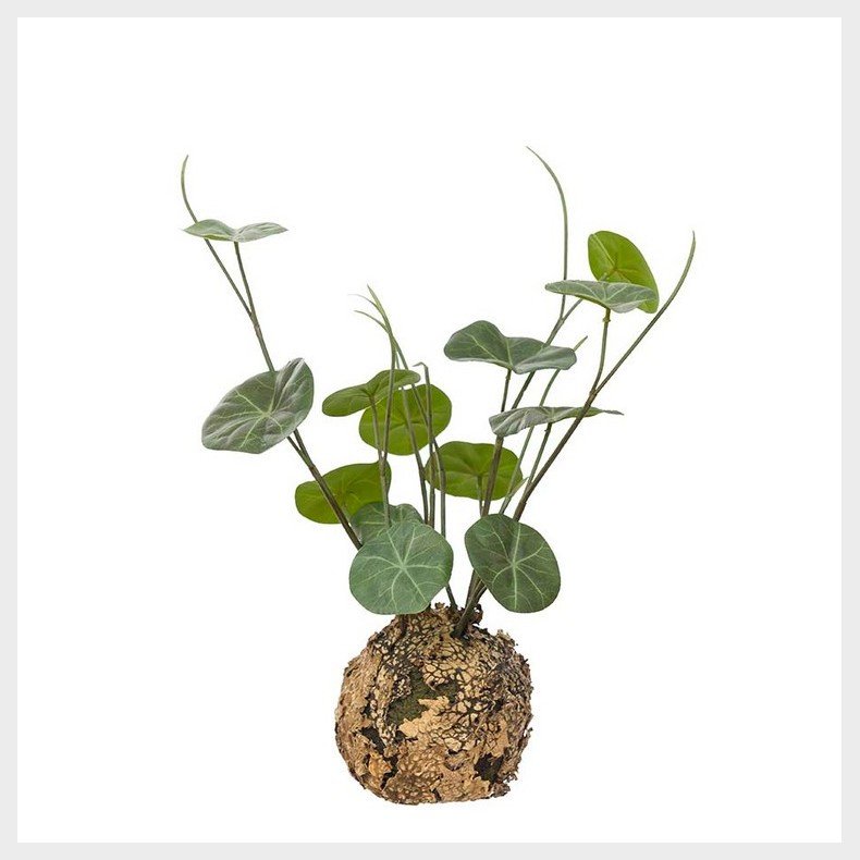 Stephania p� knold - Plante Kunstig Blomst 
