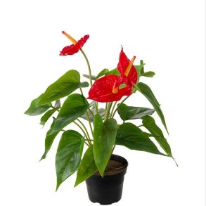 Anthurium Flamingoblomst - Plante Kunstig Blomst 