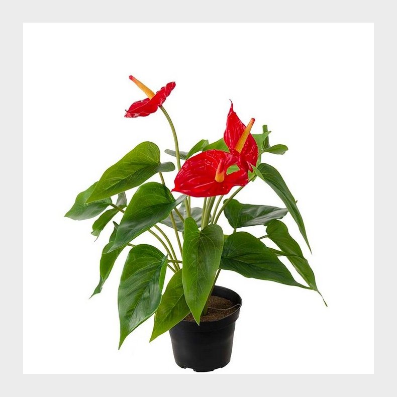 Anthurium Flamingoblomst - Plante Kunstig Blomst 