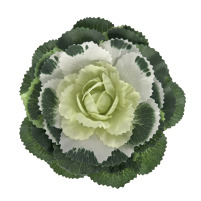 Pyntek�l Hvid - Plante Kunstig Blomst 