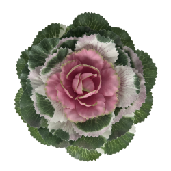 Pyntek�l  Rosa - Plante Kunstig Blomst 