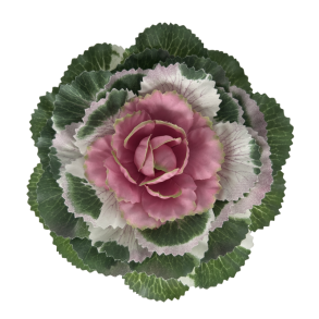 Pyntek�l  Rosa - Plante Kunstig Blomst 