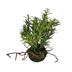 Gr�nt p� Knold  - Plante Kunstig Blomst 
