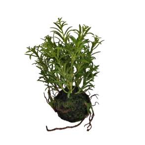 Gr�nt p� Knold  - Plante Kunstig Blomst 