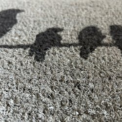 Gr Kokosmtte Fugle (Mtte)